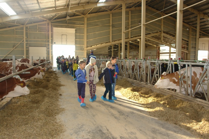 Pupils are visiting  a dairy farm of enterprise "Milkiland-Ukraine"